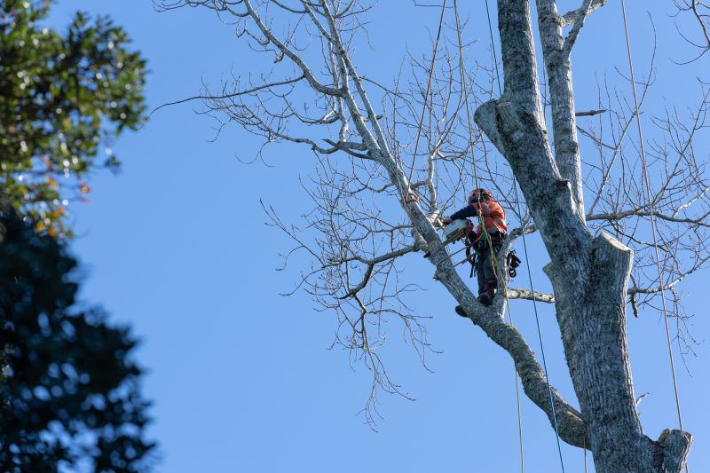 Tree Trimming